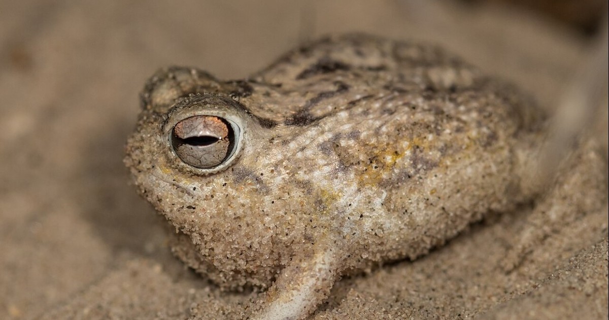 La minería y el comercio de mascotas están terminando con las últimas "ranas gritonas" - Radio Vida Maciá