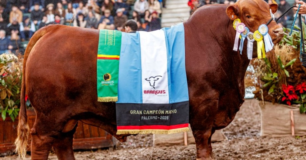 "Gran momento": una cabaña de Córdoba hizo historia en la raza Brangus con un doblete en la Expo Rural de Palermo - Ra